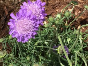 Scabiosa