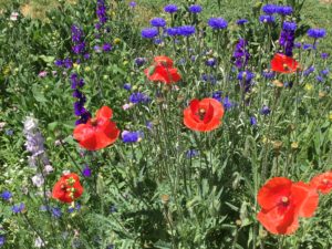 Poppies