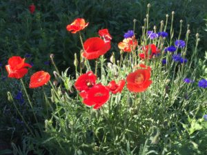 Poppies