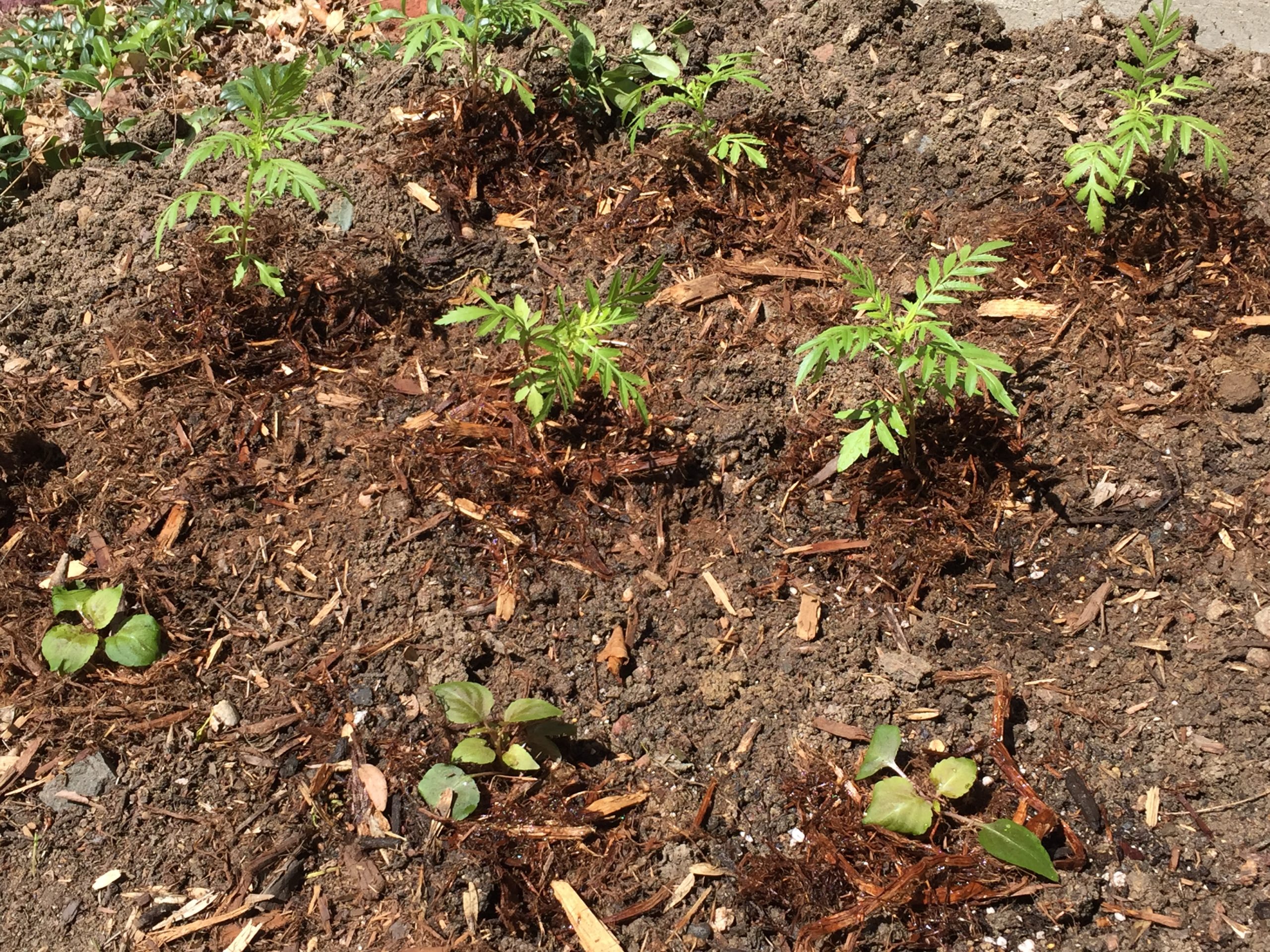 Young Marigolds and Impatiens