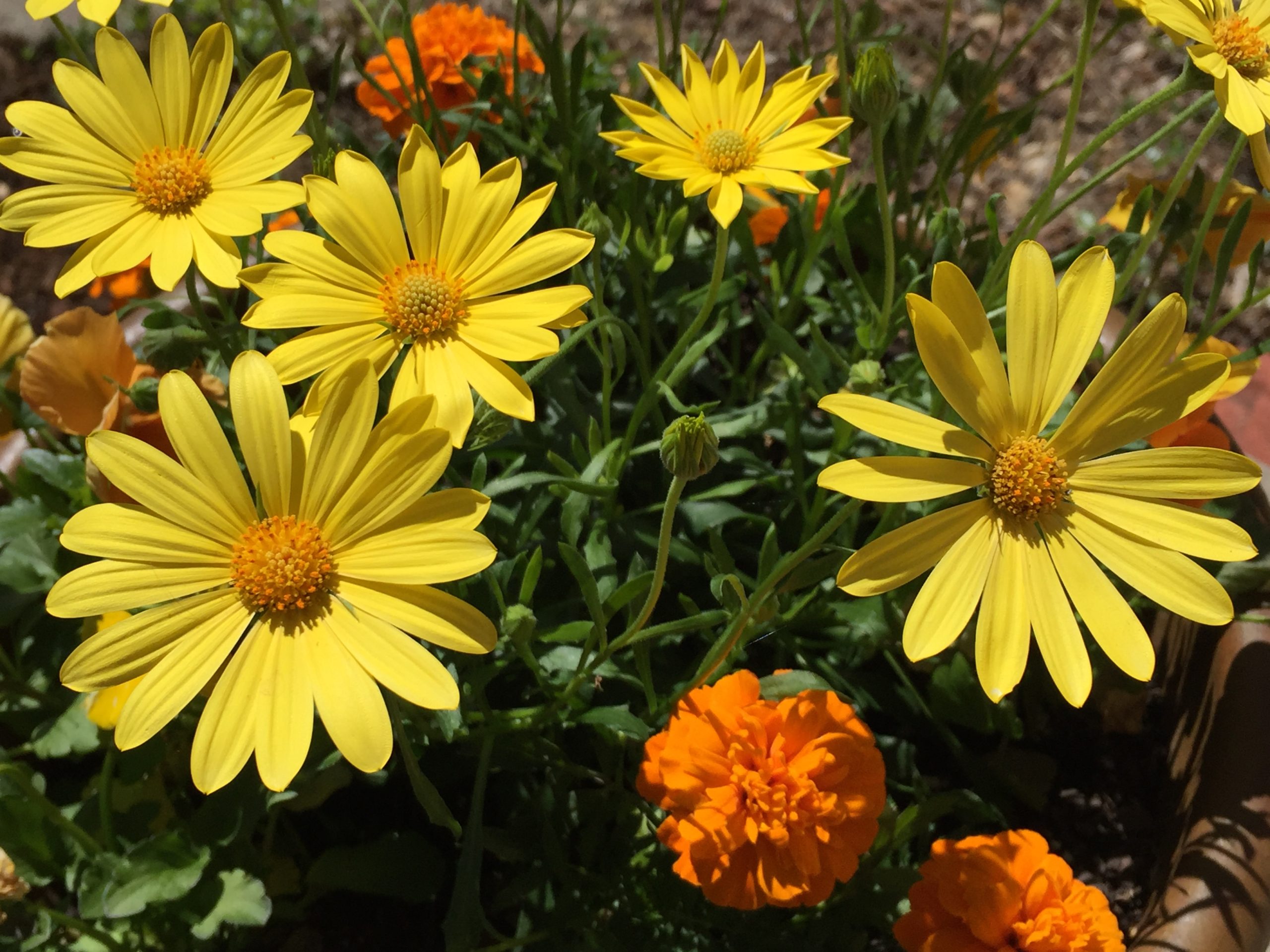 African Daisies