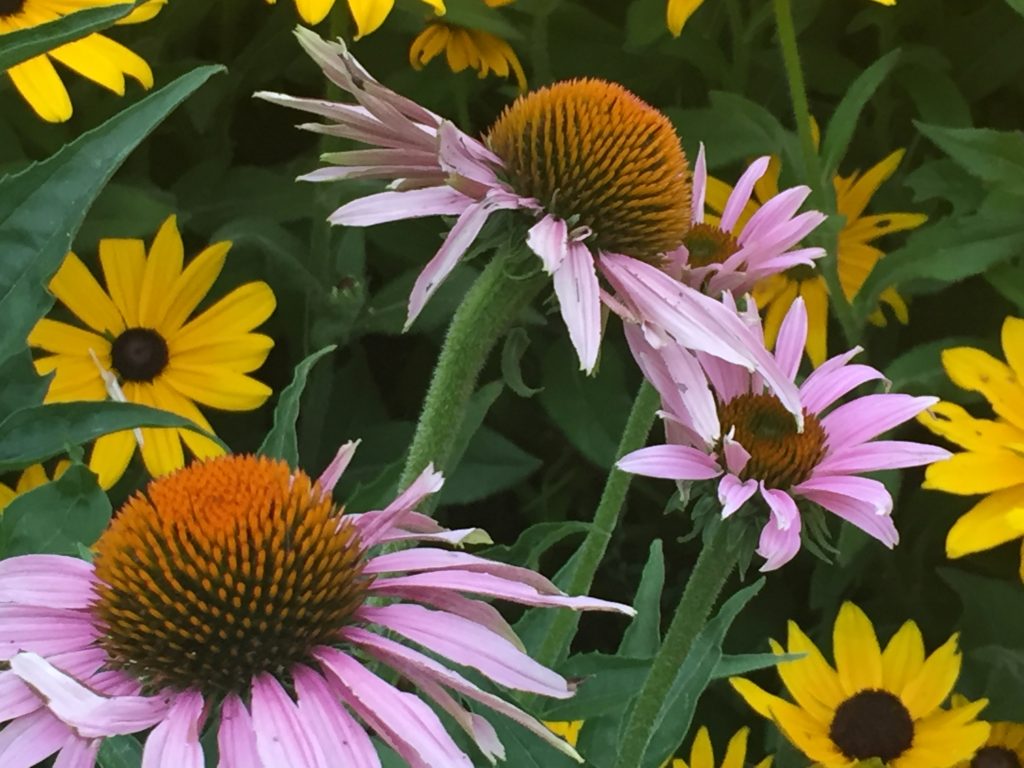 Echinacea and Rudbeckia
