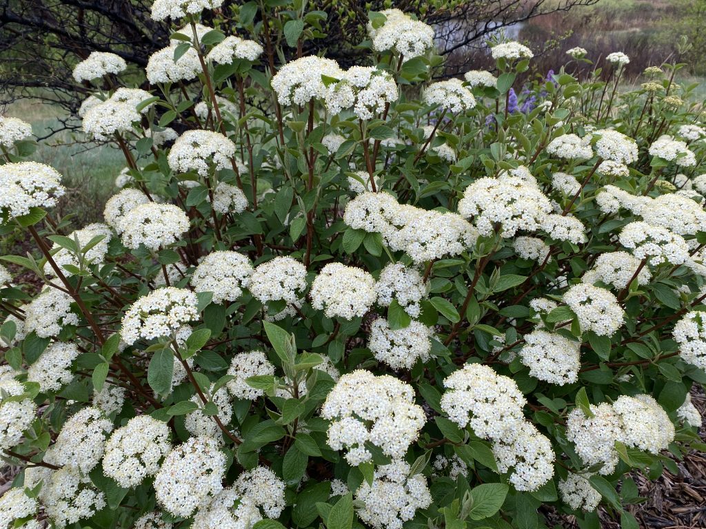 Viburnum 