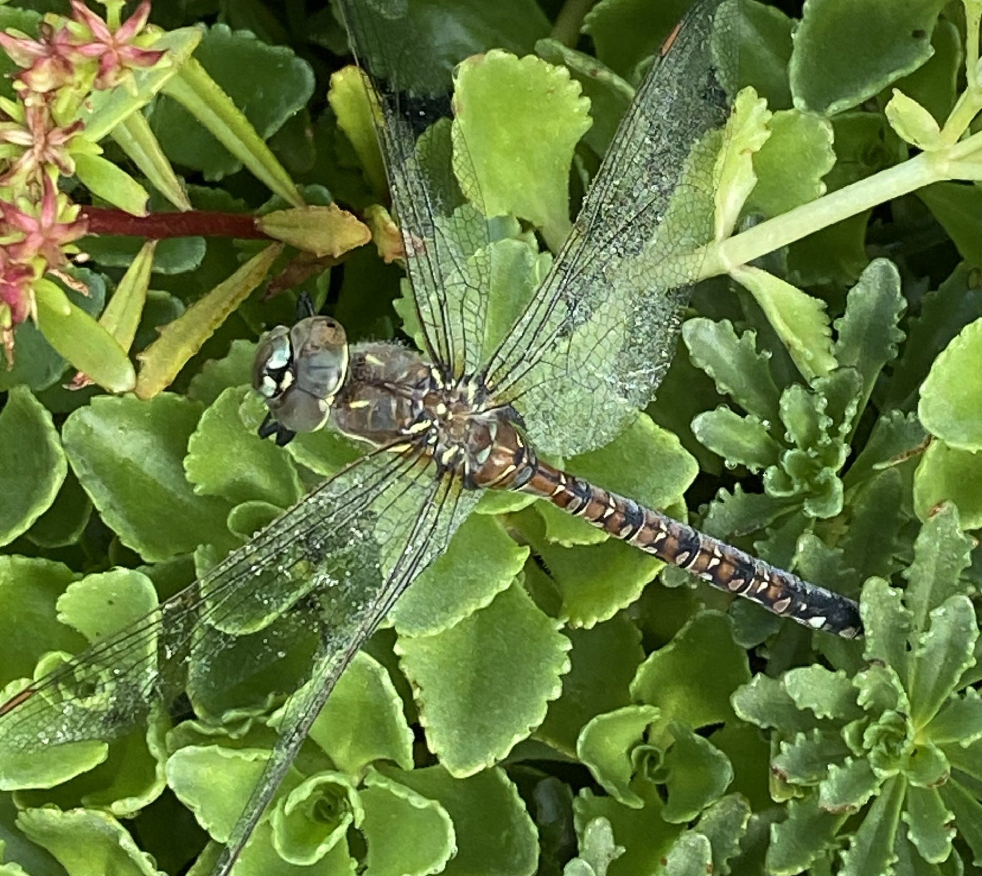 Dragon Flies