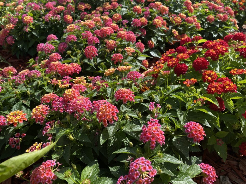 Fall Flowers
