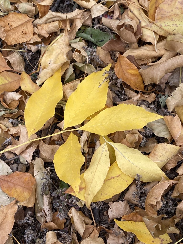 Composting Leaves