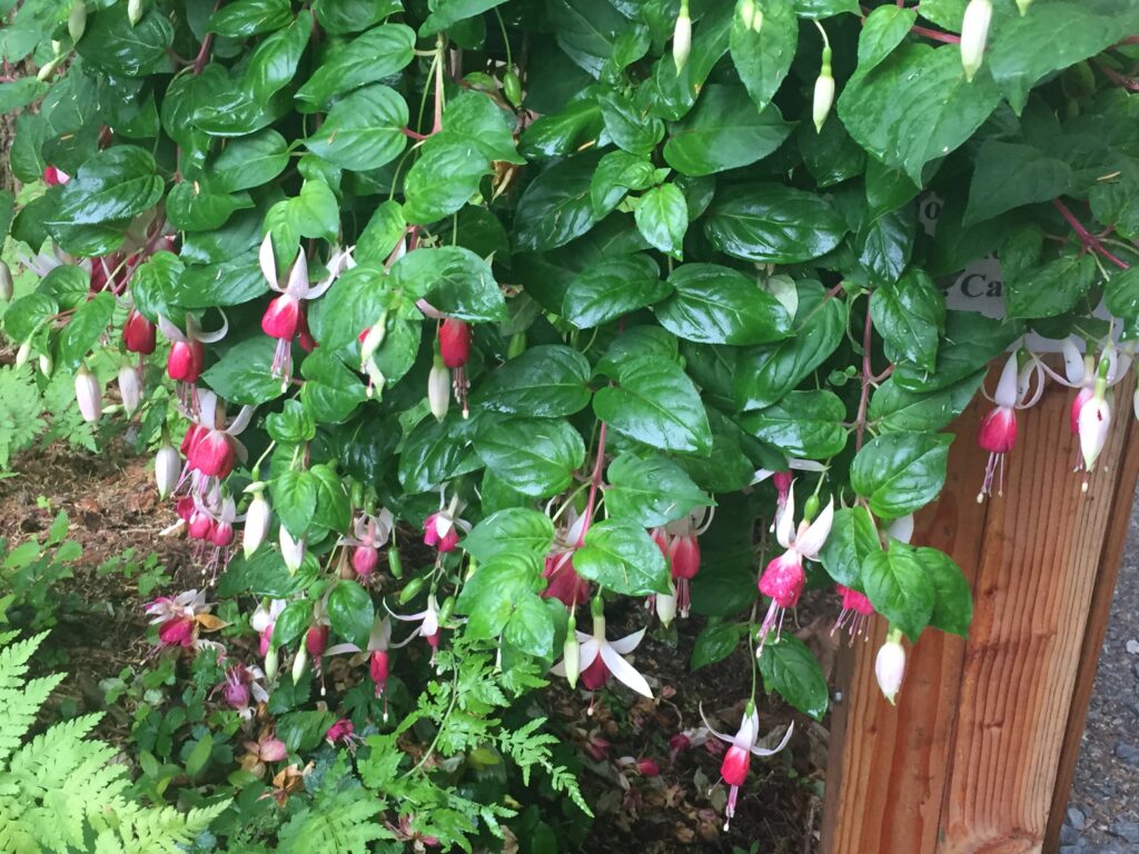 My Bleeding Heart