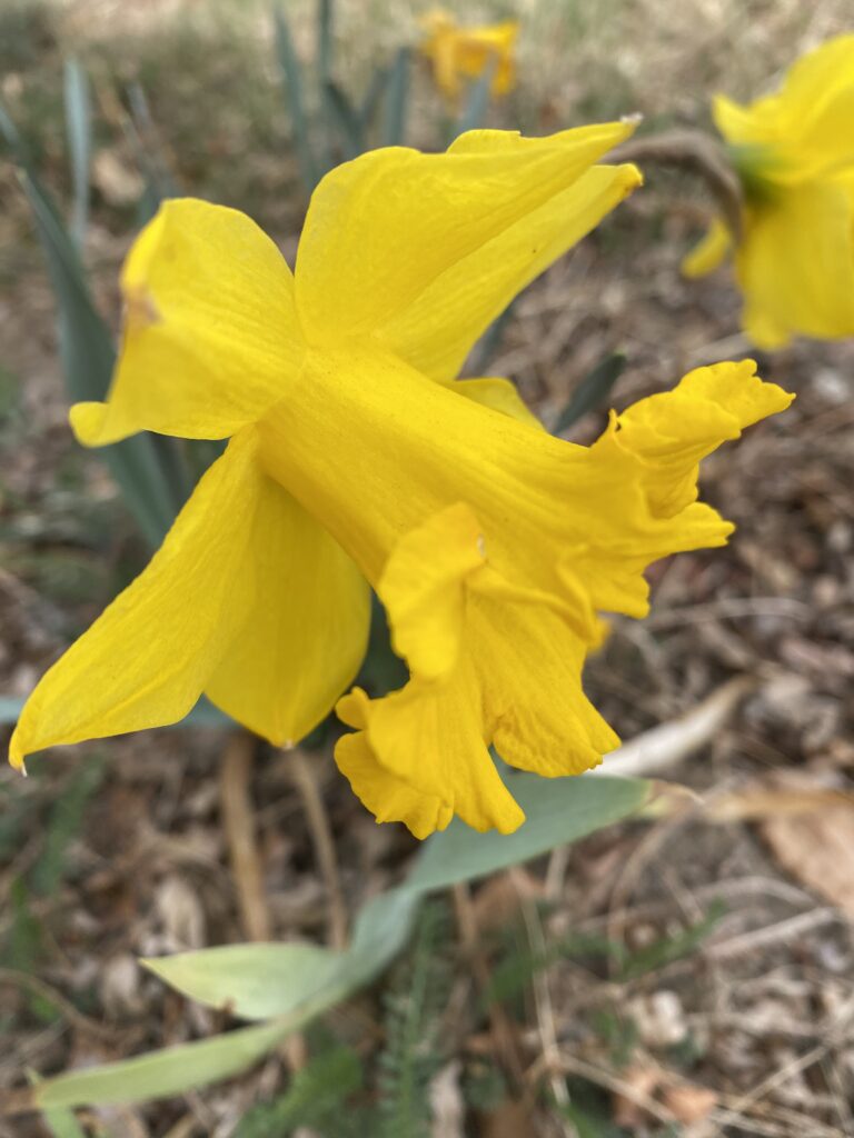 Joy Spring