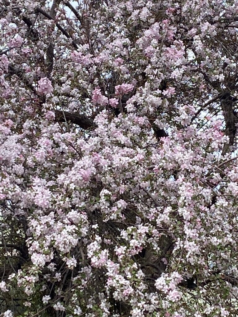 Early Blooms