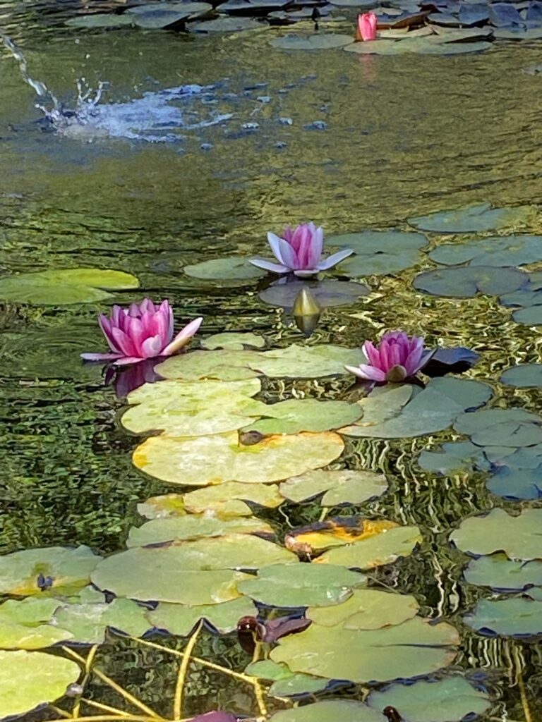 Water Garden