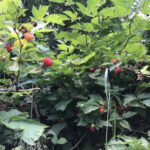 Salmonberry