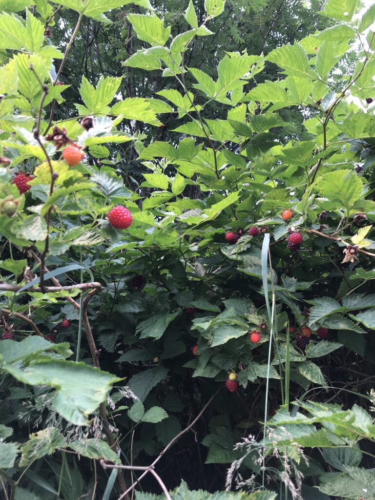 Salmonberry