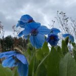 Meconopsis