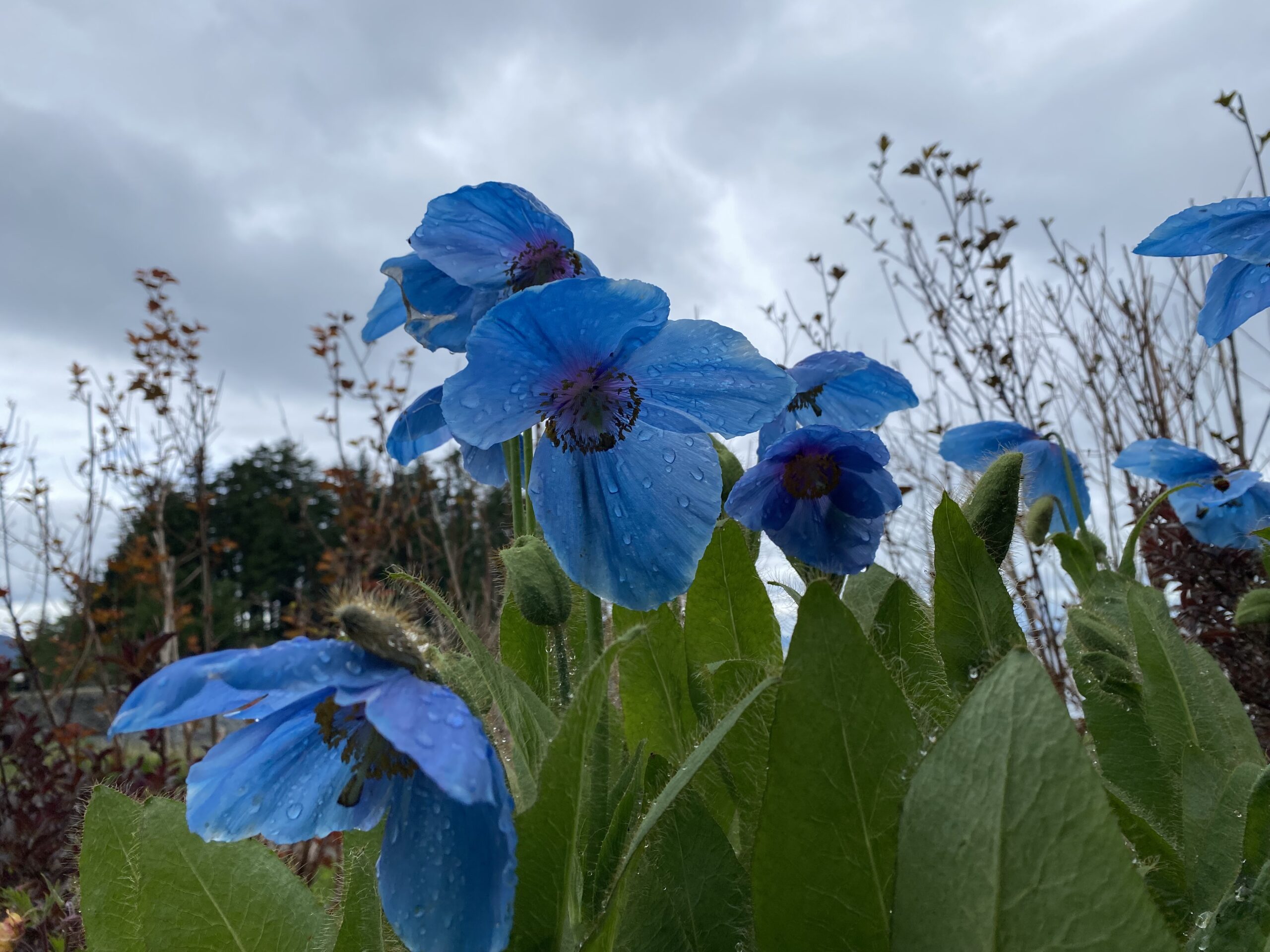 Meconopsis