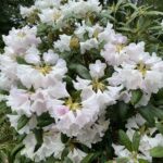Great Laurel