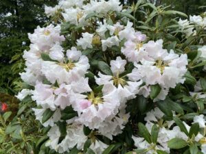 Great Laurel