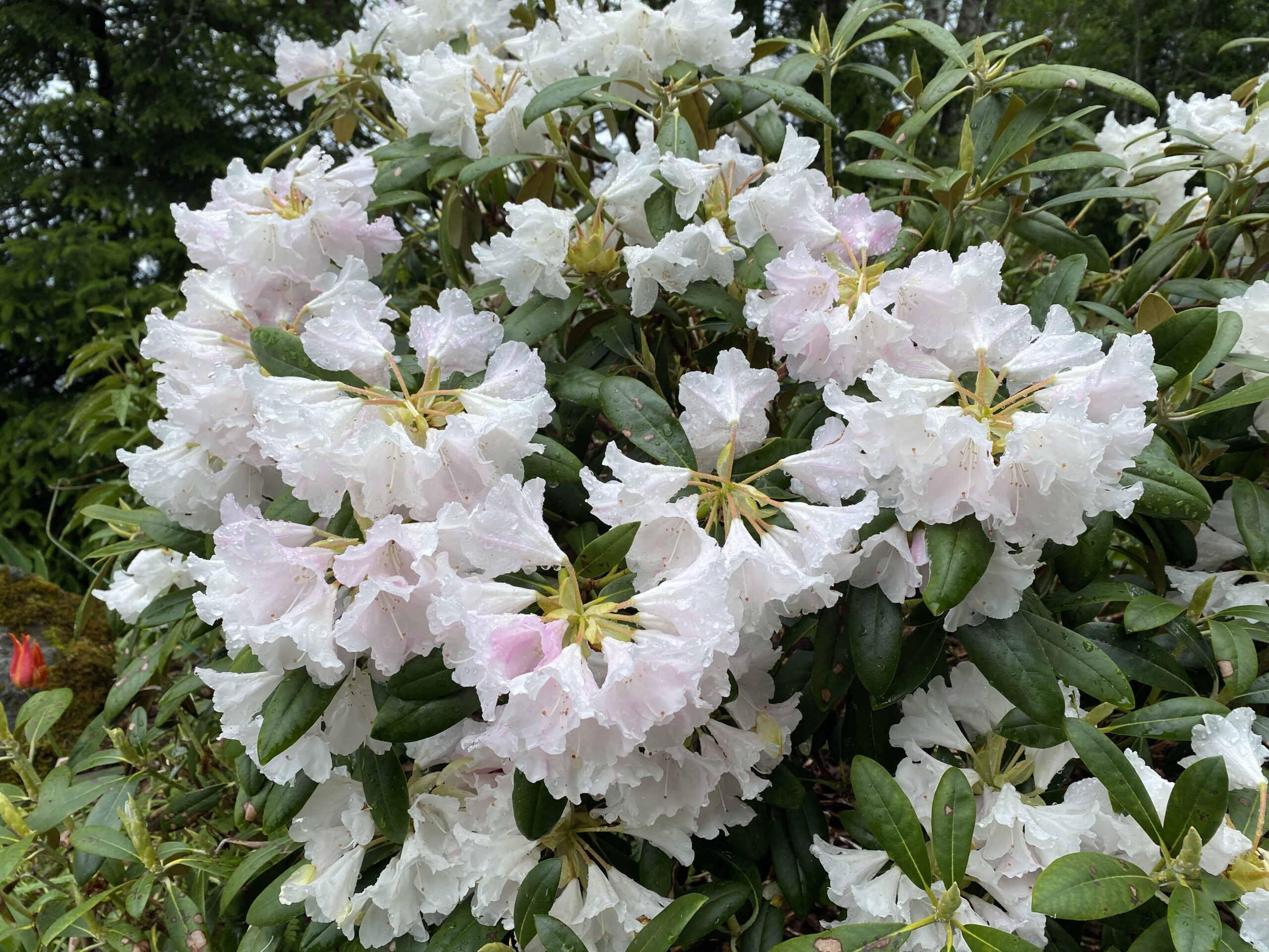 Great Laurel