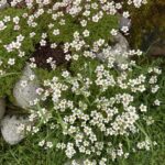 Sassy Saxifrage