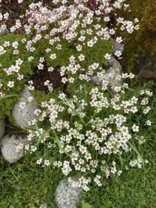 Sassy Saxifrage