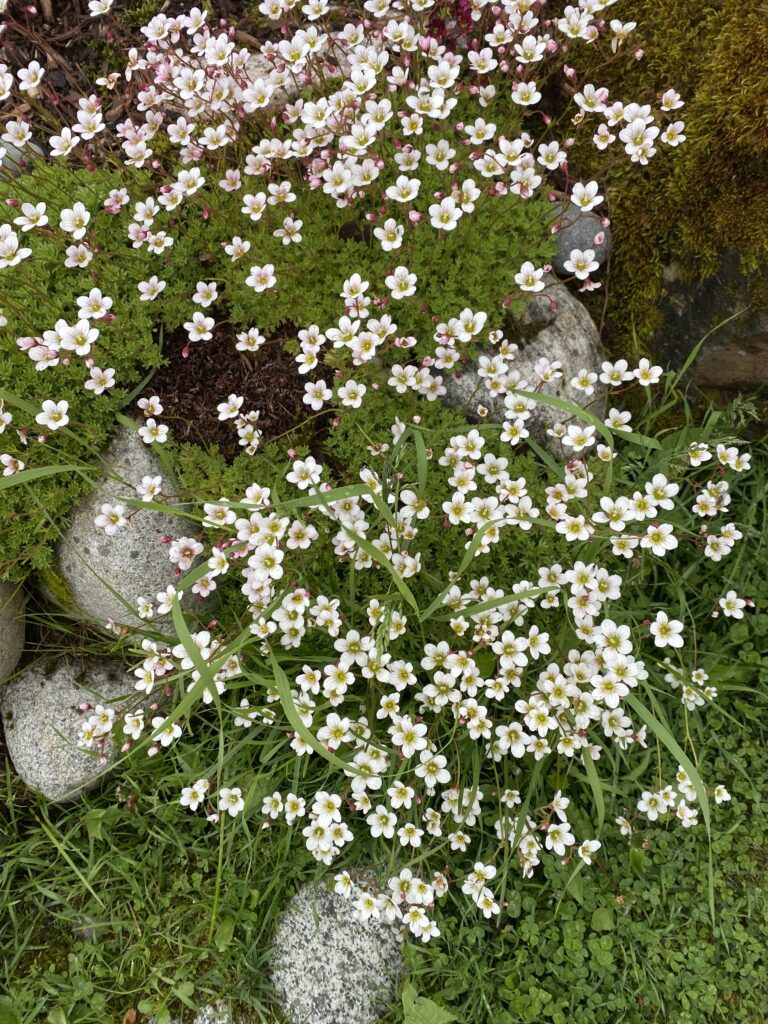 Sassy Saxifrage