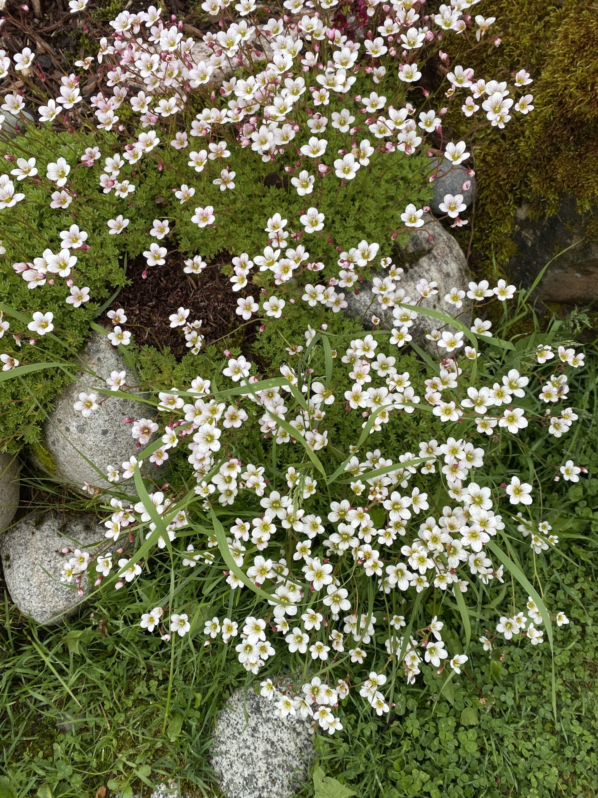 Sassy Saxifrage