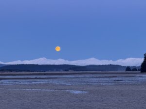 Moon Light